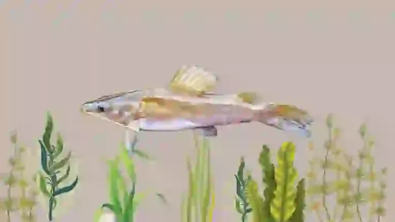Ikan Baung: Warisan Sungai Malaysia –  Habitat, Biologi & Potensi Ekonomi
